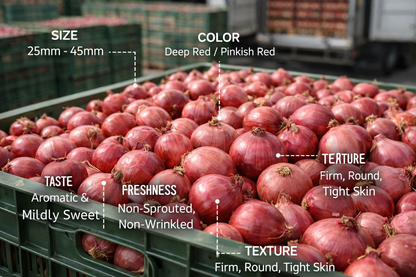 SMALL RED ONIONS – EXPORT QUALITY (Sambar / Shallots)